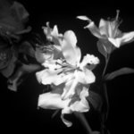 Black And White Flowers, Bruce Panock