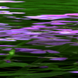 Wildflowers Abstract 1 By Bruce Panock
