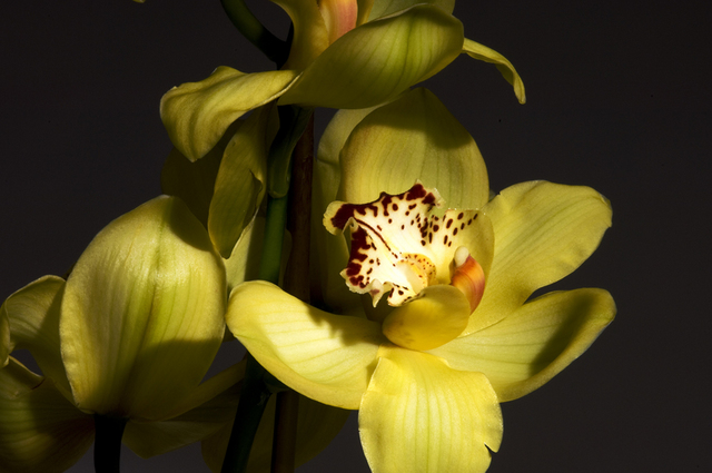 Bruce Panock  'Yellow Orchis 1', created in 2009, Original Photography Black and White.