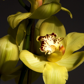 Bruce Panock: 'Yellow Orchis 1', 2009 Color Photograph, Floral. Artist Description:  A still life image.Images are pritned on archival papers with archival inks.Different sizes are available upon request.       ...