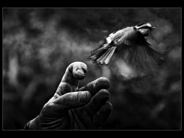 Carol Tipping  'Free The Bird', created in 2011, Original Photography Black and White.