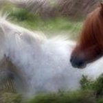Pony Trail By Carol Tipping