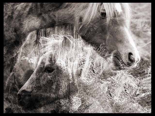 Carol Tipping  'The Bonding', created in 2007, Original Photography Black and White.