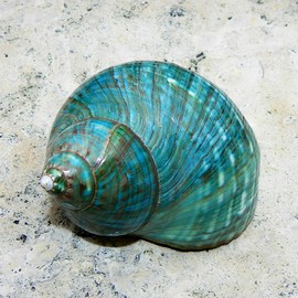 Aqua Turbo Seashell, Carolyn Bistline