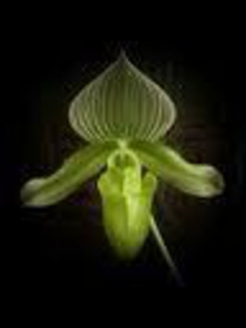 Carolyn Bistline  'GREEN ORCHID', created in 2012, Original Photography Color.