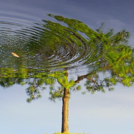 Reflection of a Tree By Carolyn Bistline