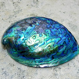 Carolyn Bistline: 'TEAL SEASHELL', 2013 Color Photograph, Sea Life. Artist Description:  NATURE. AQUA IS THE COLOR OF THE CARRIBEAN WATERS AND OTHER TROPICAL ISLANDS. THIS SHELL IS FROM THE FIJI ISLANDS. PARADISE.         ...