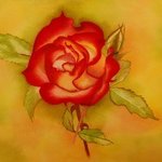 Velvet rose By Carolyn Judge