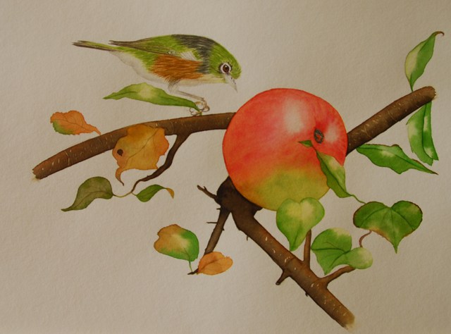 Carolyn Judge  'Waxeye And Apple', created in 2010, Original Watercolor.