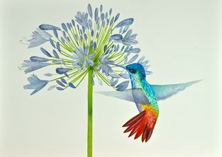 Carolyn Judge: 'hummingbird and agapanthus', 2019 Watercolor, Animals. What a beautiful iridescent hummingbird this is, happily checking out the Agapanthus. ...