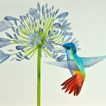 hummingbird and agapanthus By Carolyn Judge