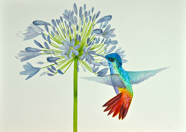 Carolyn Judge  'Hummingbird And Agapanthus', created in 2019, Original Watercolor.