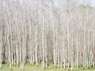 Celeste Mccullough: 'Bright Trees', 2014 Color Photograph, Landscape.  Forest of white trees in a green swamp.    ...