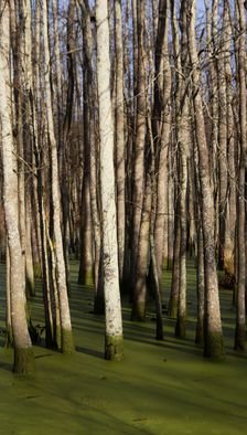 Celeste Mccullough: 'Tall Trees', 2014 Color Photograph, Landscape.   Tall white trees in a green swamp.      ...