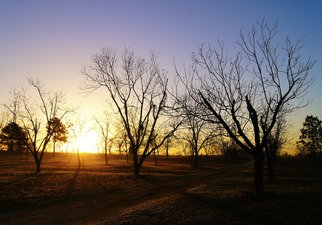 Celeste Mccullough: 'morning glow', 2017 Color Photograph, Landscape. Trees silhouetted by the rising sun. ...