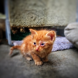 Kitten, Chelsea Bartolo