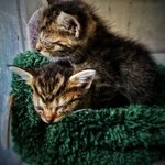 Kittens, Chelsea Bartolo