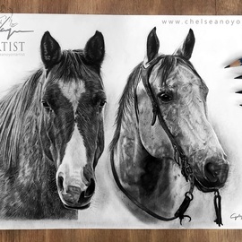Chelsea Noyon: 'ombre and tucker', 2020 Graphite Drawing, Animals. Artist Description: Graphite drawing by Chelsea Noyon, two western horses on smooth bristol paper. ...
