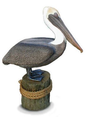 Chris Dixon: 'Lifesize Brown Pelican Statue', 2013 Mixed Media Sculpture, Birds.   1. 3a Life Size BROWN PELICAN Sculpture, limited ed. / 1500, over 30 X 41 inches tall 21/2 x31/2 feet! Awesome Super realistic Life- size Brown Pelican wildlife art sculpture, limited edition of only 1500. Pelicans are also available as the lifesize White Pelican. This shorebird is suitable for exterior use...