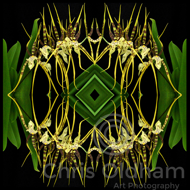 Artist Chris Oldham. 'Bassia Rex Orchid' Artwork Image, Created in 2016, Original Photography Digital. #art #artist