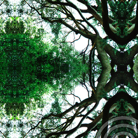 Chris Oldham: 'Buddhas Tree', 2016 Digital Photograph, Trees. Artist Description:  Reflected nature image from the Heart of a Beech Tree revealing to me a Buddha sitting in a tree. ...