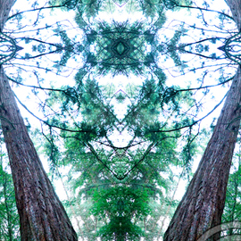Chris Oldham: 'Redwood Mystic', 2016 Digital Photograph, Trees. Artist Description:  Giant Sequoia Growing in the forest reveals a mystical entrance to a new world of imagination. ...