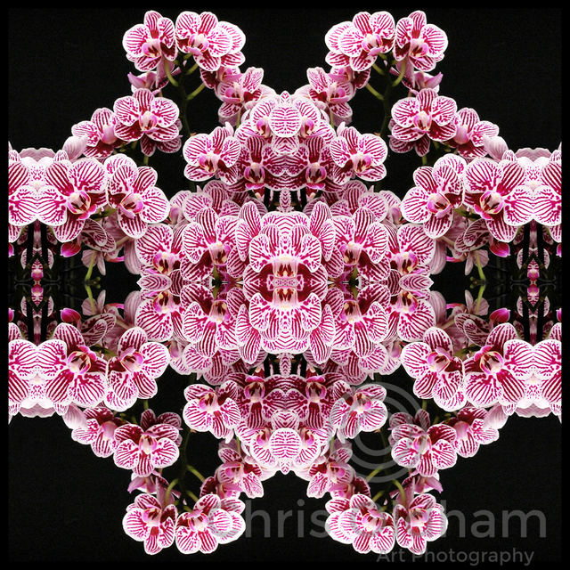 Chris Oldham  'Zebra Orchid ', created in 2016, Original Photography Digital.