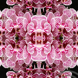 Zebra Orchid  By Chris Oldham