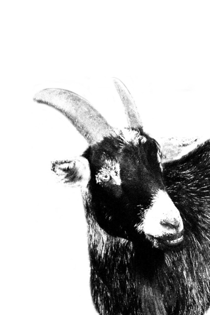 Christy Park  'Black Goat', created in 2014, Original Photography Mixed Media.
