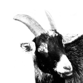 Christy Park: 'Black Goat', 2014 Mixed Media Photography, Animals. Artist Description:             photograph, digital manipulation and print                                                         ...