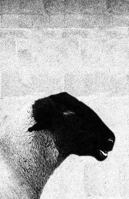 Christy Park: 'Black Sheep', 2014 Mixed Media Photography, Animals.            photograph, digital manipulation and print                                             ...