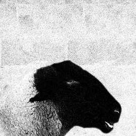Christy Park: 'Black Sheep', 2014 Mixed Media Photography, Animals. Artist Description:            photograph, digital manipulation and print                                             ...