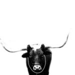 Ox By Christy Park