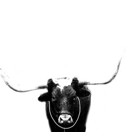Christy Park: 'Ox', 2014 Mixed Media Photography, Animals. Artist Description:   photograph, digital manipulation and print                                               ...