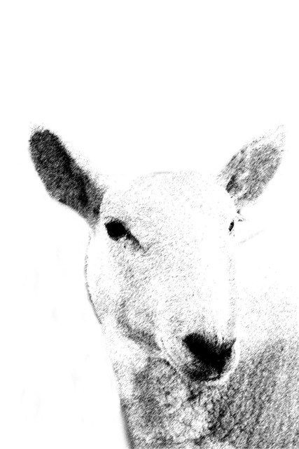 Christy Park  'White Sheep', created in 2014, Original Photography Mixed Media.