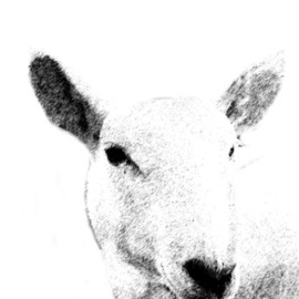 Christy Park: 'White Sheep', 2014 Mixed Media Photography, Animals. Artist Description:              photograph, digital manipulation and print                                                          ...