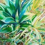 The Succulent Aloe By Caren Keyser