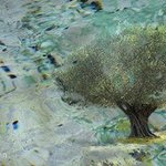 Olive Tree By Claudia Nierman