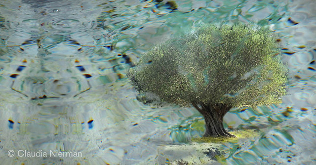 Claudia Nierman  'Olive Tree', created in 2012, Original Photography Digital.