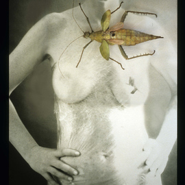 Claudia Nierman: 'Strange beauty', 2000 Cibachrome Photograph, nudes. Artist Description:  This image is also available printed on canvas 57 x 80. ...