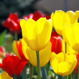 Yellow Tulips By Daniel B. Mcneill
