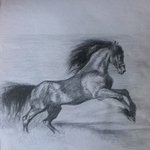 Black horse  By Daniela Vasileva