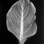 canna leaf By David Hum