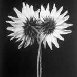 Sunflower Twist, David Hum