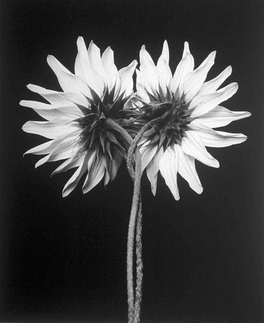 David Hum  'Sunflower Twist', created in 2000, Original Photography Silver Gelatin.
