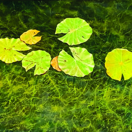 David Larkins: 'pac man lily pads', 2020 Oil Painting, Botanical. Artist Description: Lily pads floating in crystal clear Lake Hamlin located in Michigan projects a water abstraction. While painting the pads it became apparent to me that I was painting Pac- Man s  Yes, I have included eyes on every pad  ...