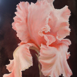 Dana Dabagia: 'Pink Iris', 2011 Oil Painting, Floral. Artist Description:  Spring's Pink Iris.On Gallery Wrap Canvas    ...