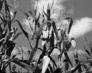 Debra Ann Reilly: 'Farm Plants', 2005 Black and White Photograph, Landscape. Beautiful corn field.  .  .  TO CONTACT Debra Ann Reilly via tel: 917- 912- 8159 All art works and designs in Debra Ann Reilly' s portfolio are the sole property of Debra Ann Reilly and the works and designs are protected under US copyright law by Copyright (c) from 1980 to 2006 and/ ...