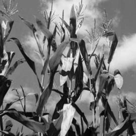 Debra Reilly: 'Farm Plants', 2005 Black and White Photograph, Landscape. Artist Description: Beautiful corn field.  .  .  TO CONTACT Debra Ann Reilly via tel: 917- 912- 8159 All art works and designs in Debra Ann Reilly' s portfolio are the sole property of Debra Ann Reilly and the works and designs are protected under US copyright law by Copyright (c) from 1980 to ...