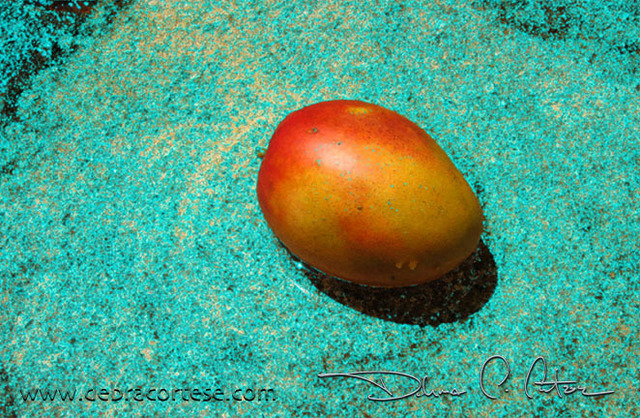 Artist Debra Cortese. 'Mango Blue Bath' Artwork Image, Created in 2008, Original Other. #art #artist